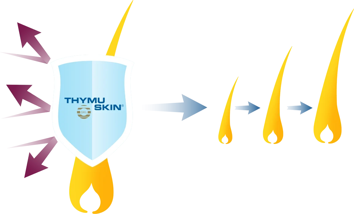 Thymuskin Mode of Action Schaubild